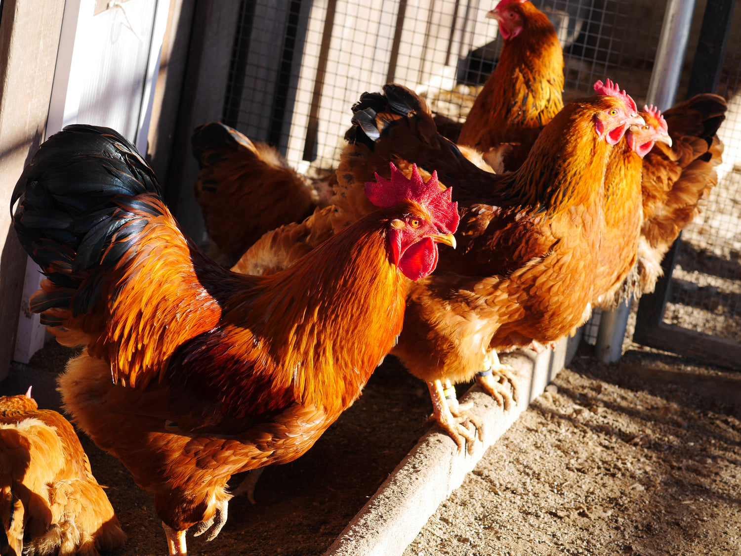 Chickens kept in a coop with a cheap automatic chicken door in the background.