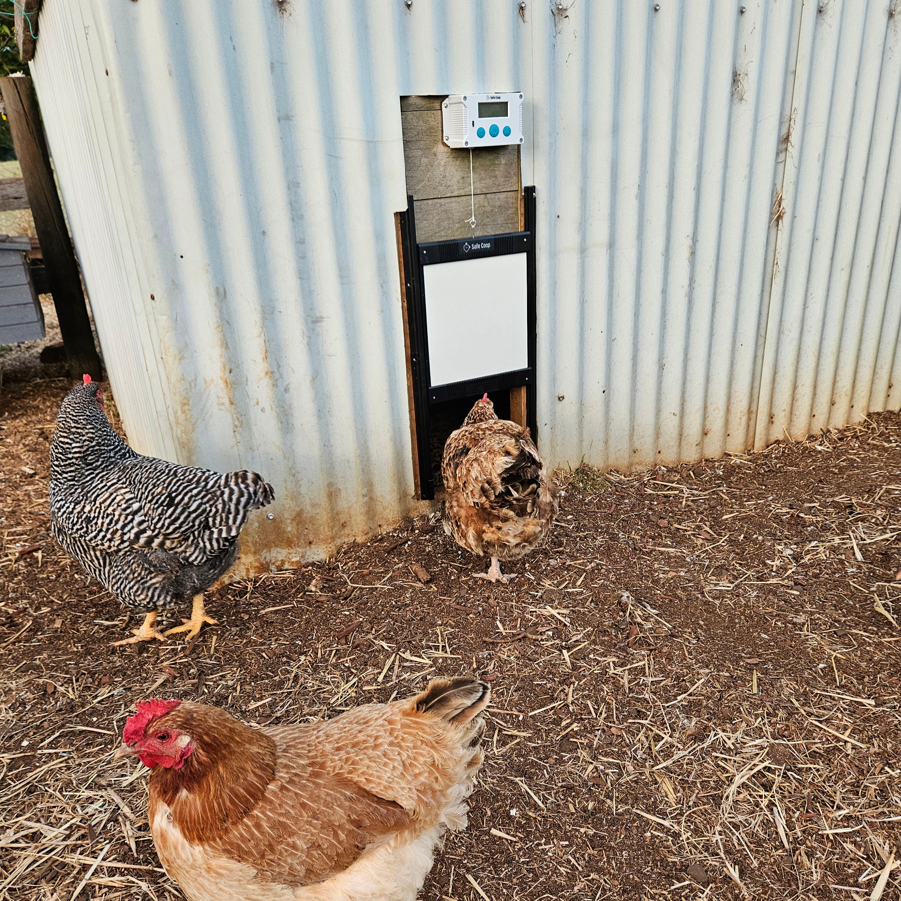 An opening Safe Coop® automatic chicken door installed on a large corrugated iron chicken coop with a hen walking inside.