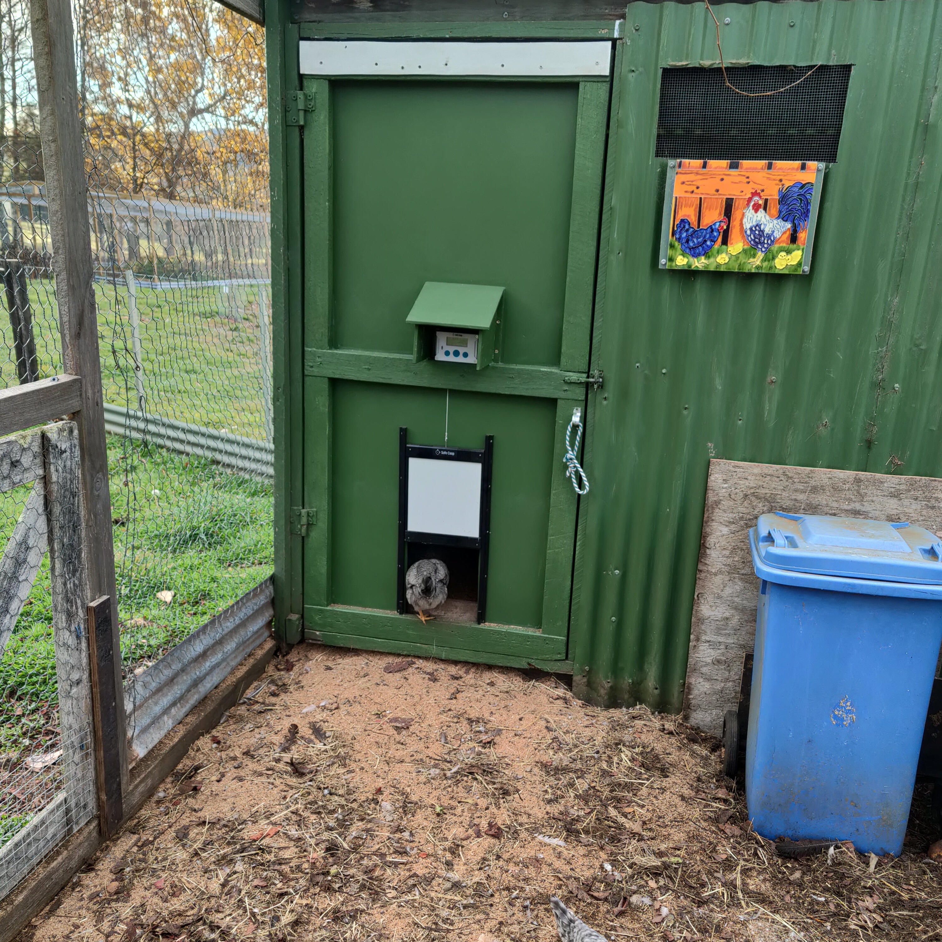 Safe Coop® automatic chicken door installed on a large human sized door with a hen walking through.